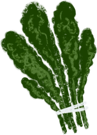 An illustration of cavolo nero.