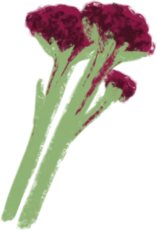 An illustration of purple sprouting broccoli.