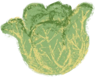 An illustration of savoy cabbage.