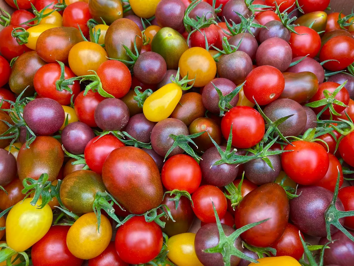 A box of rainbow cherry tomatoes in red, yellow, purple and green