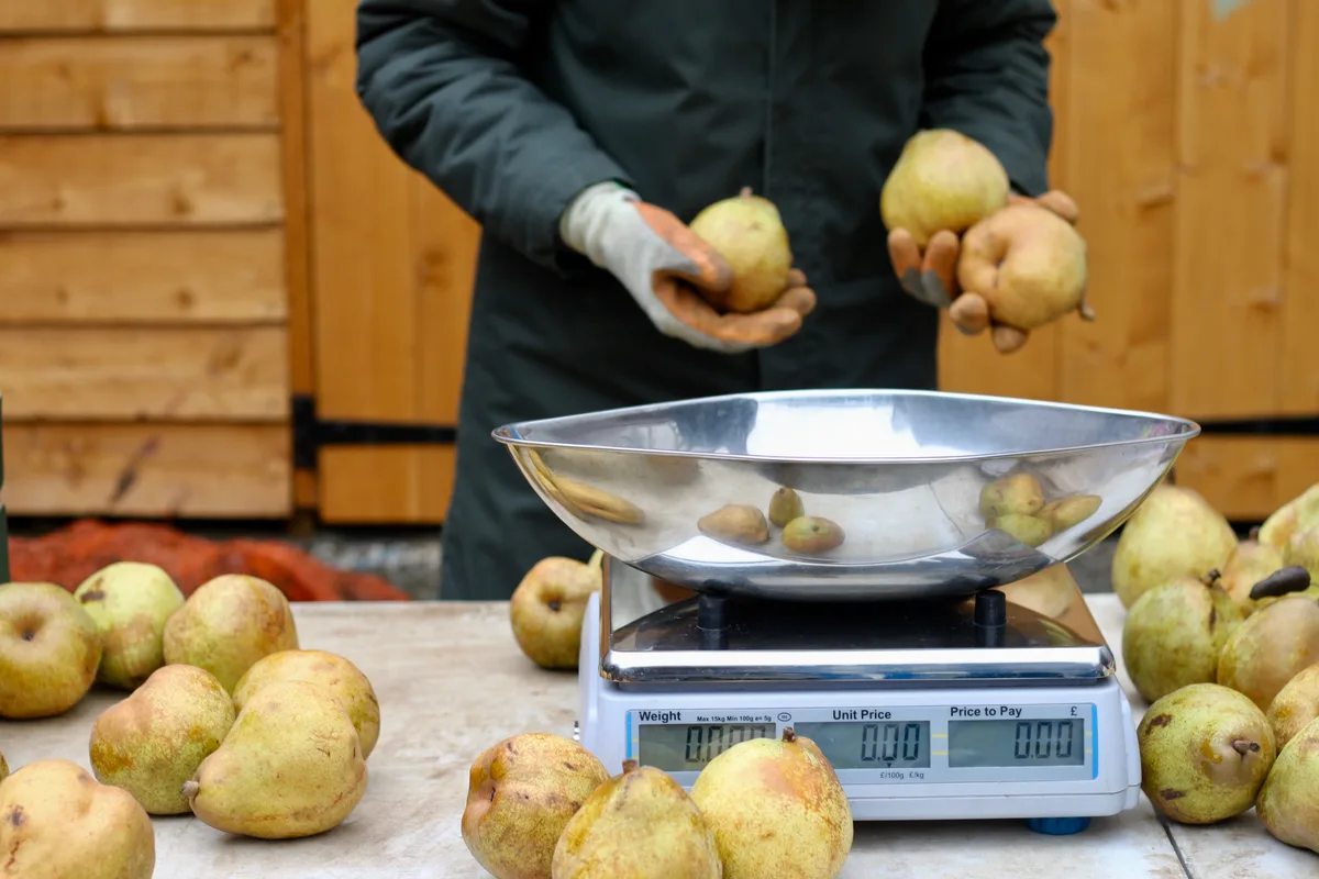 Weighing pears on the scales at the Vegbox packing yard
